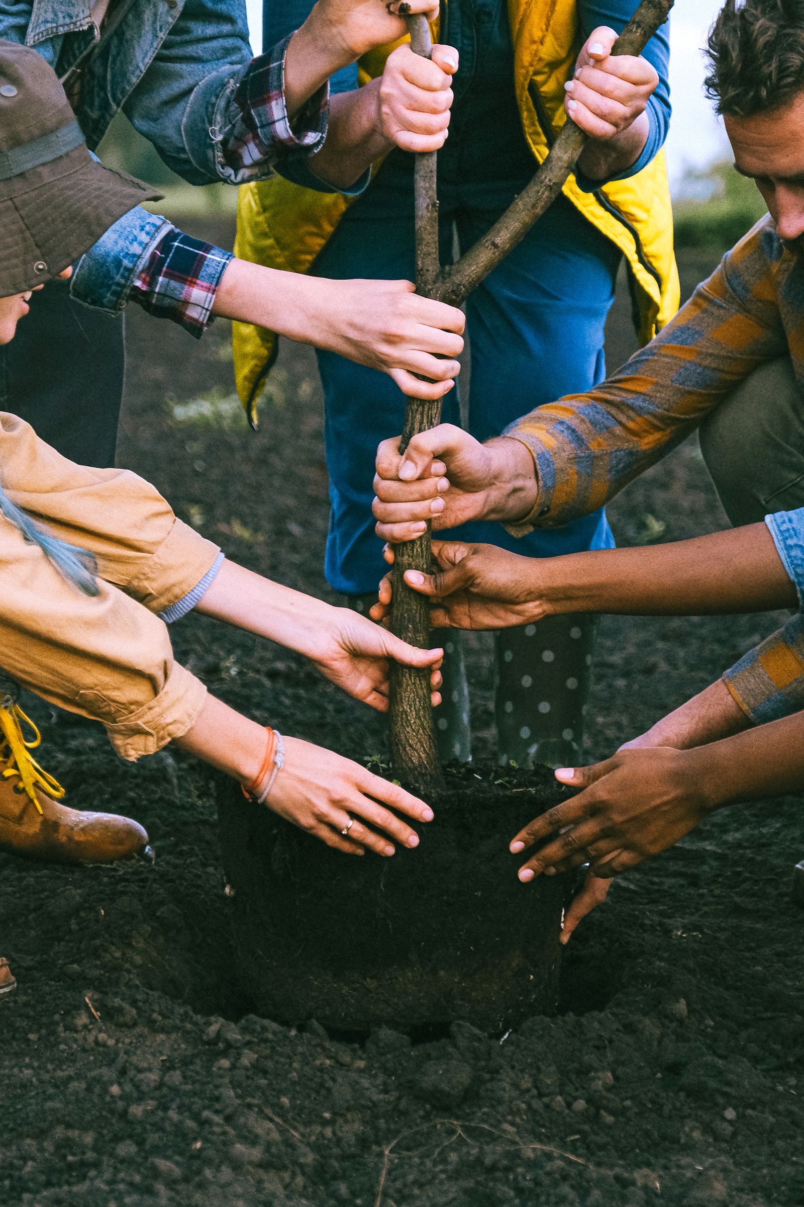 Many hands steadying the trunk of a newly planted young tree.